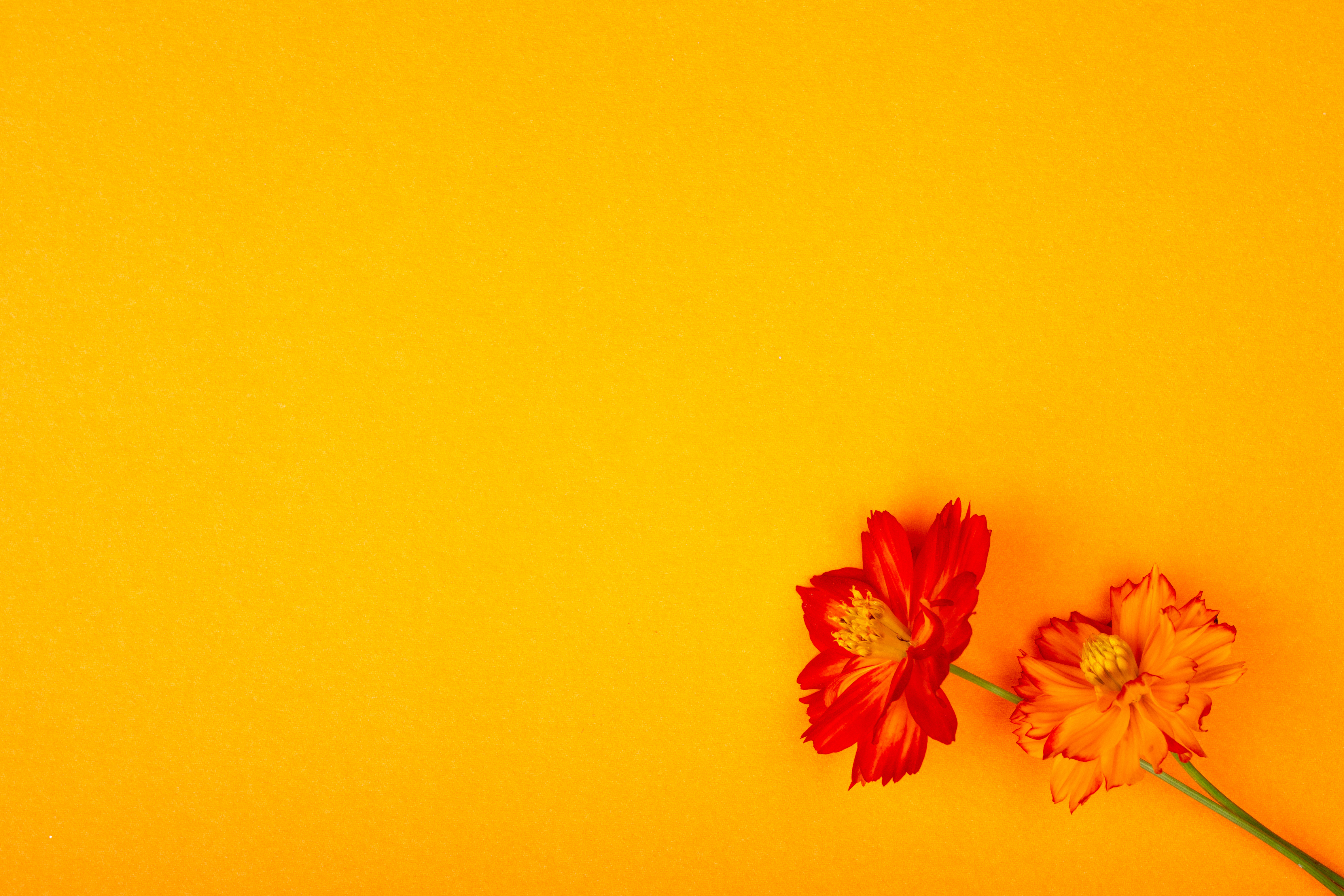 Orange Flower With Yellow Background